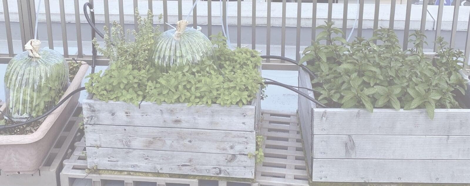 ミントを生きたまま分析する ：5日間香り成分の変動をモニター